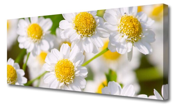 Tablou pe panza canvas Daisy Floral Galben Alb