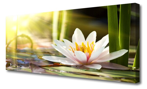 Tablou pe panza canvas Florale flori albe