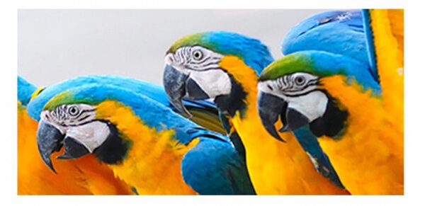 Panou bucatarie, protectie plita, aragaz, antistropire, print UV model 3 Papagali Macaw, 60x50 cm