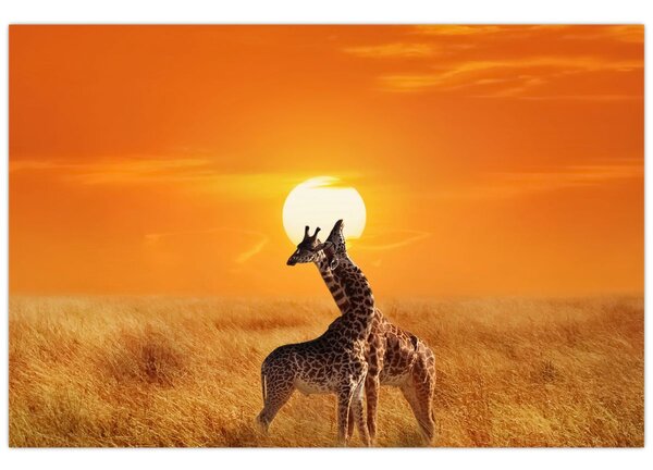 Tablou - Girafe în Parcul Național Serengeti (90x60 cm)