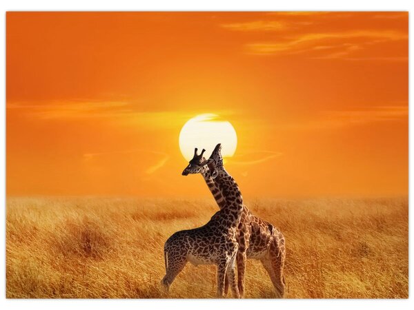Tablou - Girafe în Parcul Național Serengeti (70x50 cm)