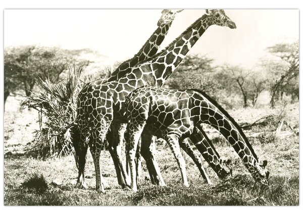 Tablou - Girafe, de epocă (90x60 cm)