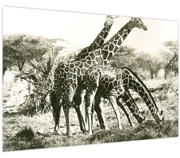 Tablou - Girafe, de epocă (90x60 cm)