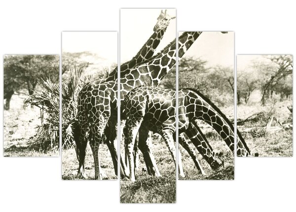 Tablou - Girafe, de epocă (150x105 cm)
