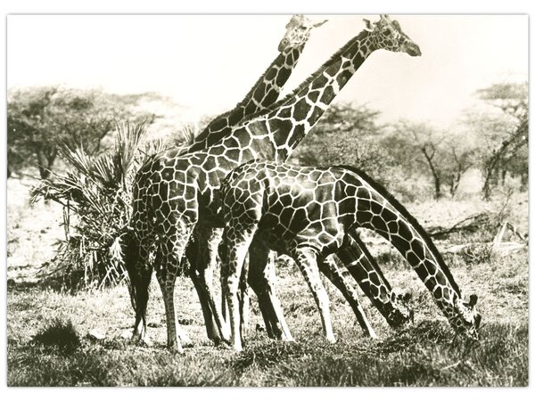 Tablou - Girafe, de epocă (70x50 cm)