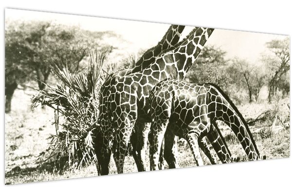 Tablou - Girafe, de epocă (120x50 cm)