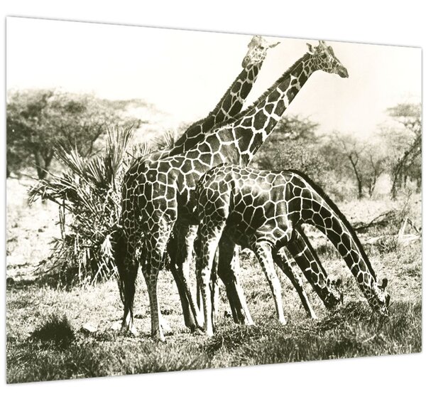 Tablou - Girafe, de epocă (70x50 cm)