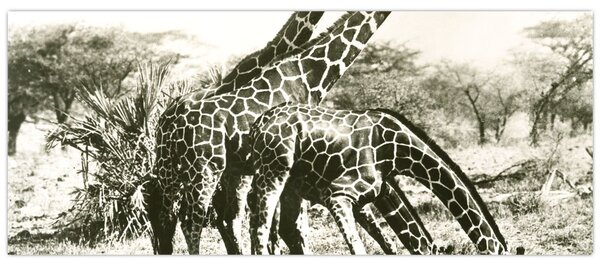 Tablou - Girafe, de epocă (120x50 cm)