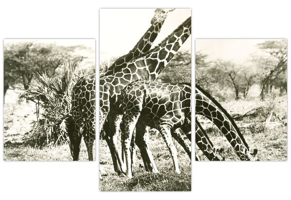 Tablou - Girafe, de epocă (90x60 cm)