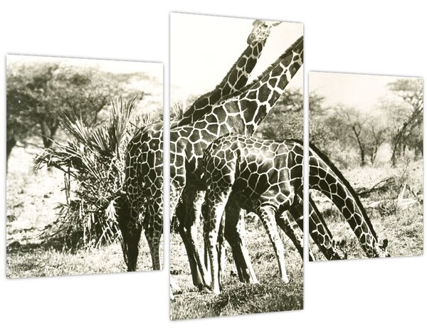 Tablou - Girafe, de epocă (90x60 cm)