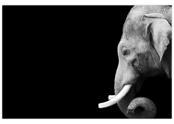 Tablou - Elefant (90x60 cm)