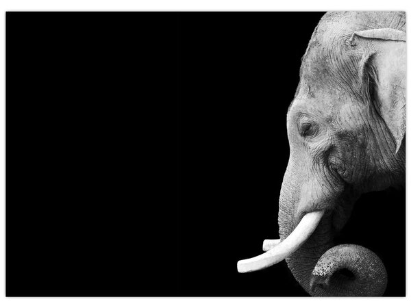 Tablou - Elefant (70x50 cm)