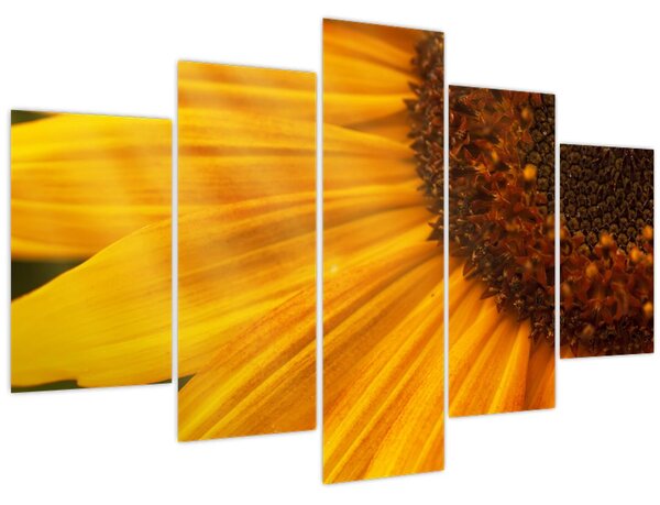 Tablou - Floarea-soarelui (150x105 cm)