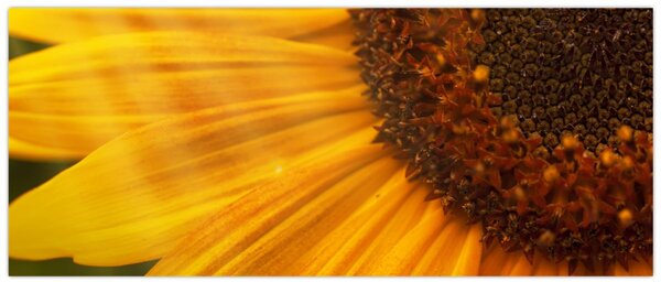Tablou - Floarea-soarelui (120x50 cm)