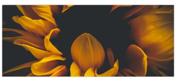 Tablou - Floarea-soarelui în fundal negru (120x50 cm)