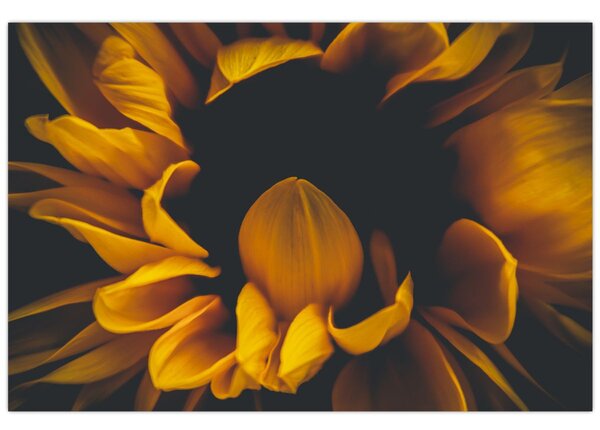 Tablou - Floarea-soarelui în fundal negru (90x60 cm)