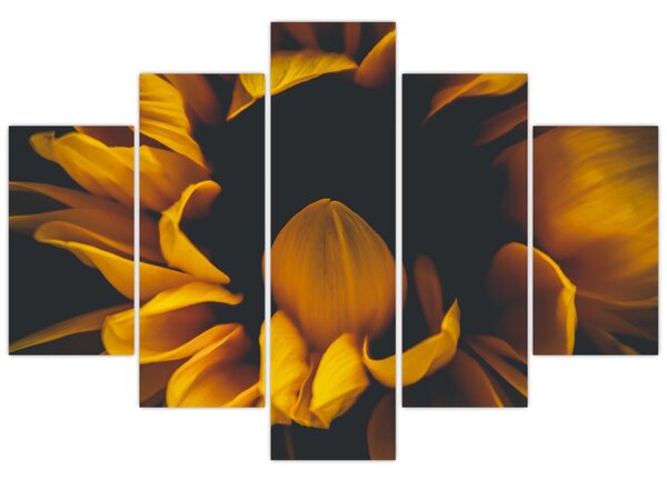 Tablou - Floarea-soarelui în fundal negru (150x105 cm)