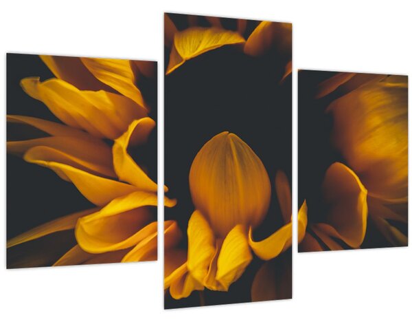Tablou - Floarea-soarelui în fundal negru (90x60 cm)