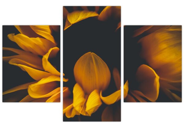 Tablou - Floarea-soarelui în fundal negru (90x60 cm)