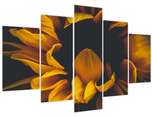 Tablou - Floarea-soarelui în fundal negru (150x105 cm)