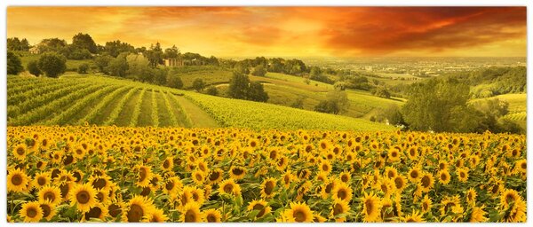 Tablou - Câmp de floarea-soarelui (120x50 cm)