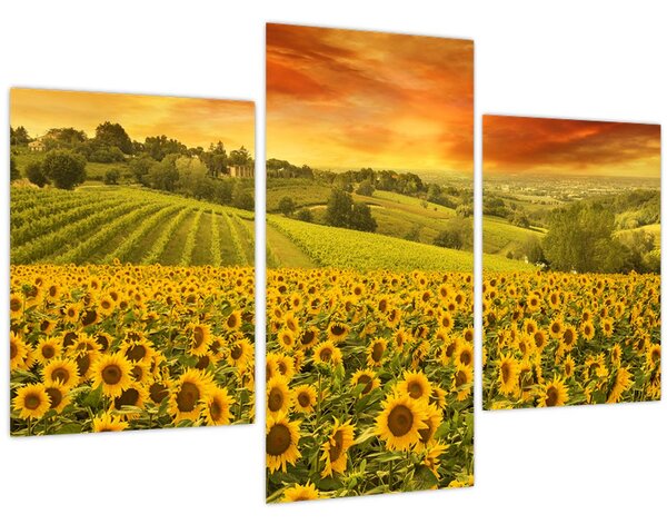 Tablou - Câmp de floarea-soarelui (90x60 cm)