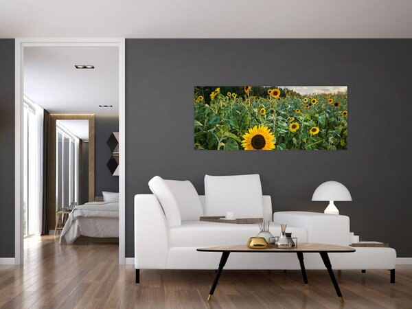 Tablou - Câmpul de floarea-soarelui II. (120x50 cm)