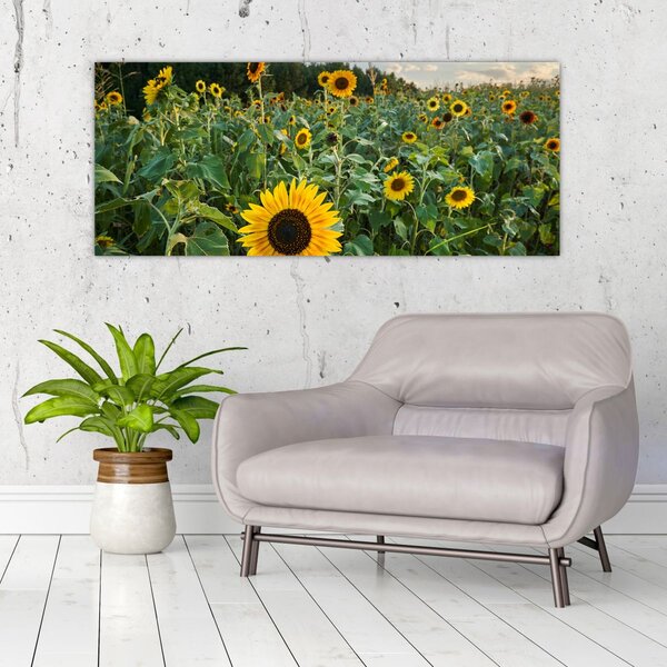 Tablou - Câmpul de floarea-soarelui II. (120x50 cm)