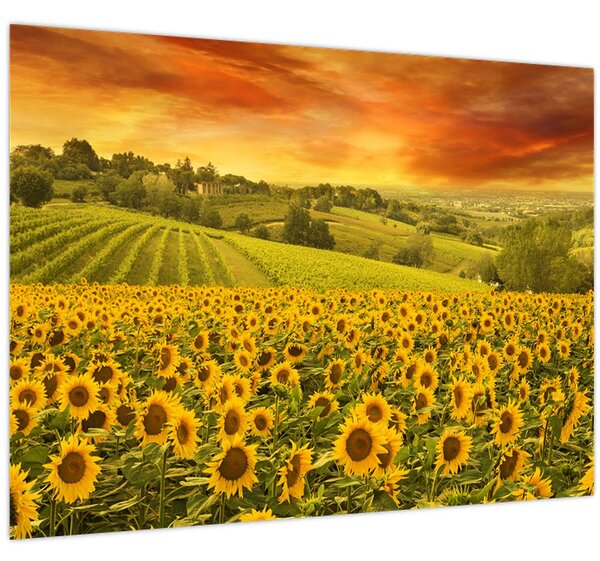 Tablou - Câmp de floarea-soarelui (70x50 cm)