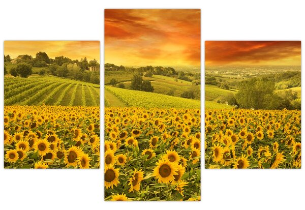 Tablou - Câmp de floarea-soarelui (90x60 cm)