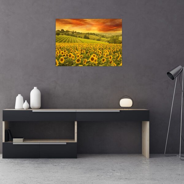 Tablou - Câmp de floarea-soarelui (70x50 cm)