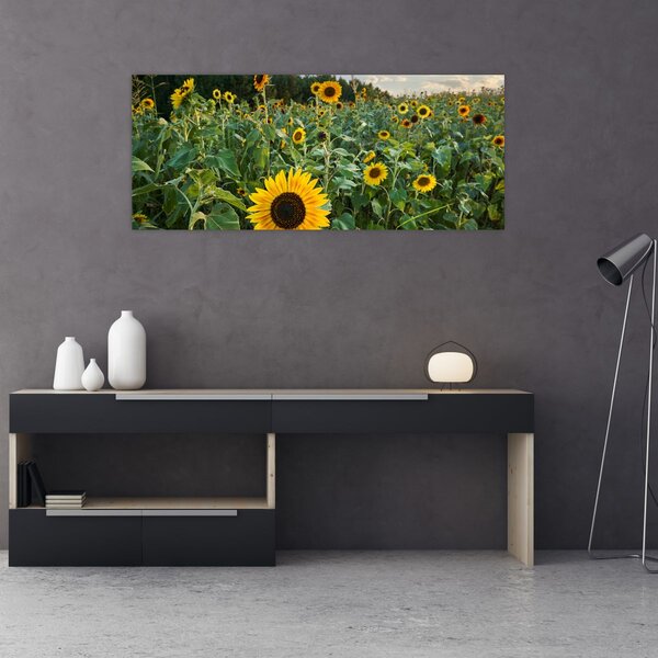 Tablou - Câmpul de floarea-soarelui II. (120x50 cm)