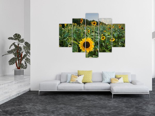 Tablou - Câmpul de floarea-soarelui II. (150x105 cm)
