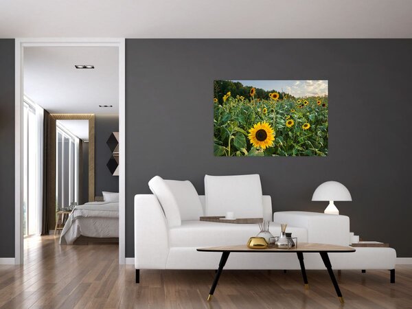 Tablou - Câmpul de floarea-soarelui II. (90x60 cm)