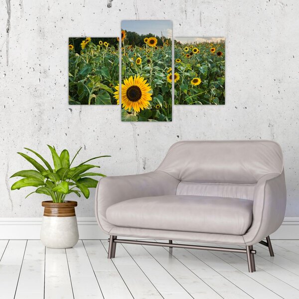 Tablou - Câmpul de floarea-soarelui II. (90x60 cm)
