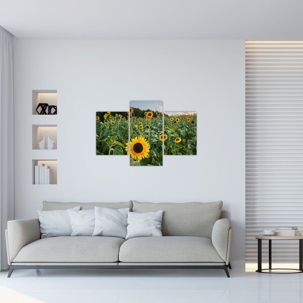 Tablou - Câmpul de floarea-soarelui II. (90x60 cm)