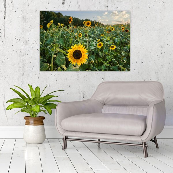 Tablou - Câmpul de floarea-soarelui II. (90x60 cm)