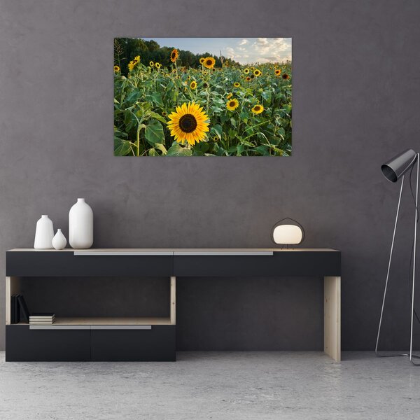 Tablou - Câmpul de floarea-soarelui II. (90x60 cm)