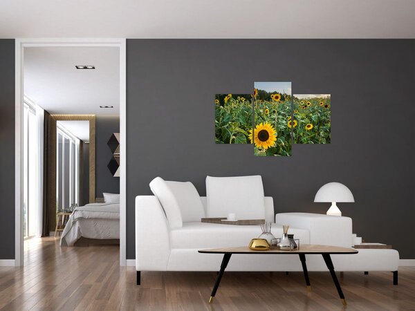 Tablou - Câmpul de floarea-soarelui II. (90x60 cm)