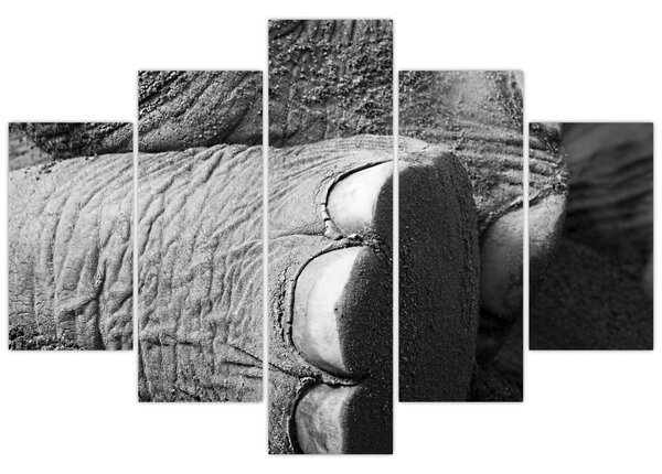 Tablou - Picior de elefant (150x105 cm)