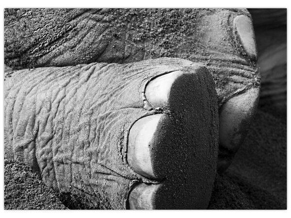 Tablou - Picior de elefant (70x50 cm)