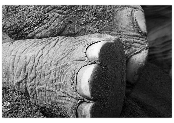 Tablou - Picior de elefant (90x60 cm)