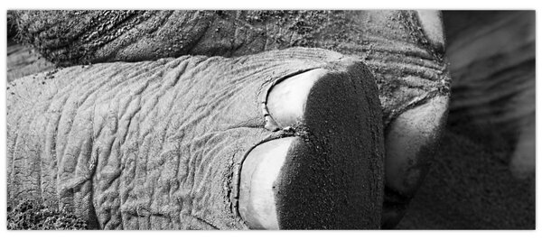 Tablou - Picior de elefant (120x50 cm)