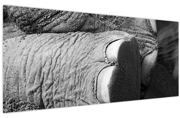 Tablou - Picior de elefant (120x50 cm)