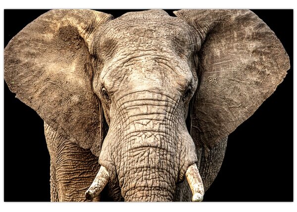Tablou - Elefant african (90x60 cm)