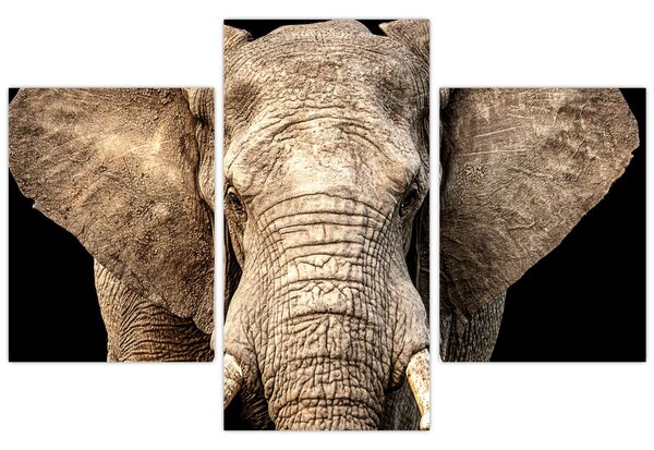 Tablou - Elefant african (90x60 cm)