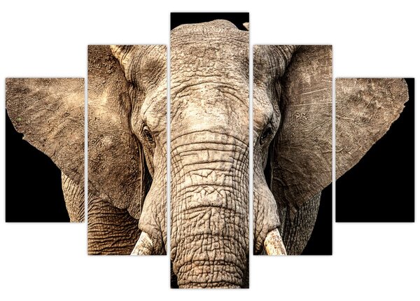 Tablou - Elefant african (150x105 cm)