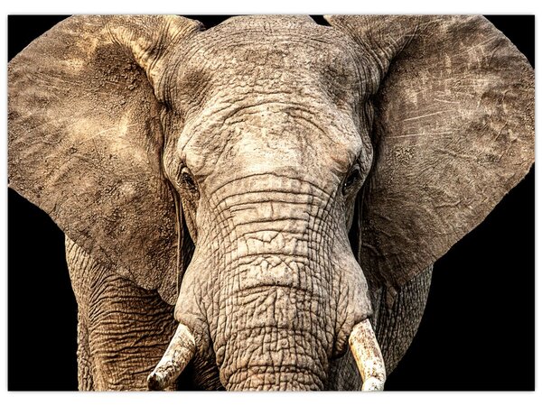 Tablou - Elefant african (70x50 cm)