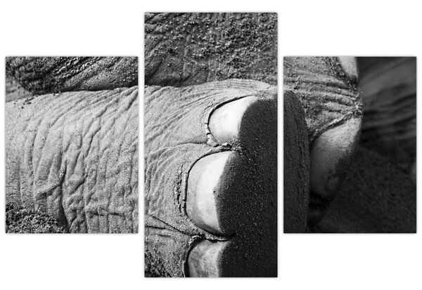 Tablou - Picior de elefant (90x60 cm)