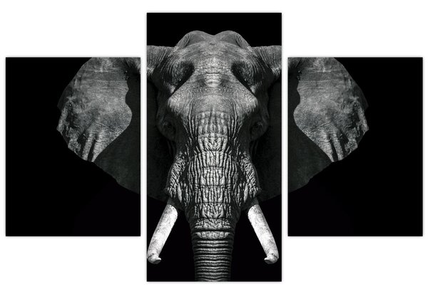 Tablou - Elefant pe fundal negru (90x60 cm)
